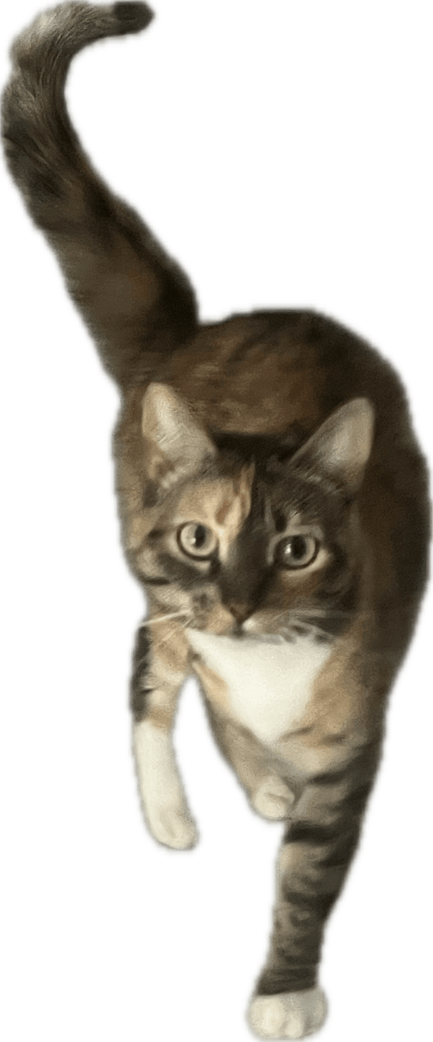 Minette