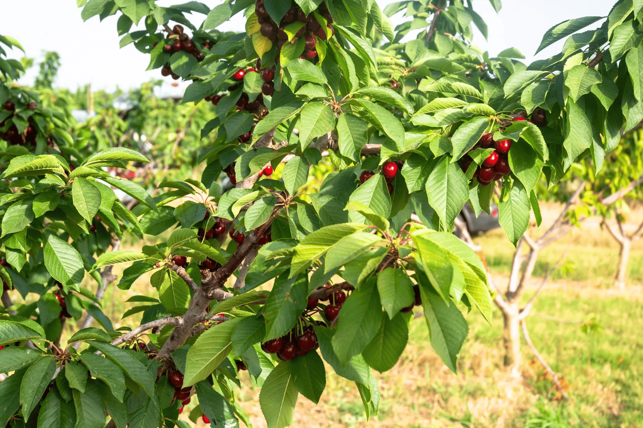 Arbres fruitiers
