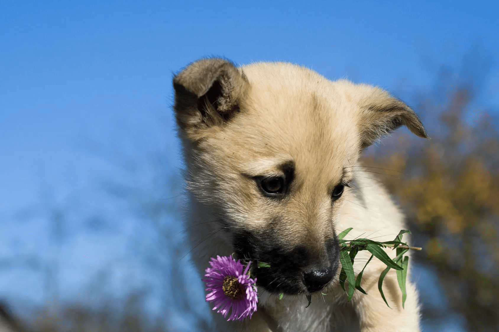 Animaux permis